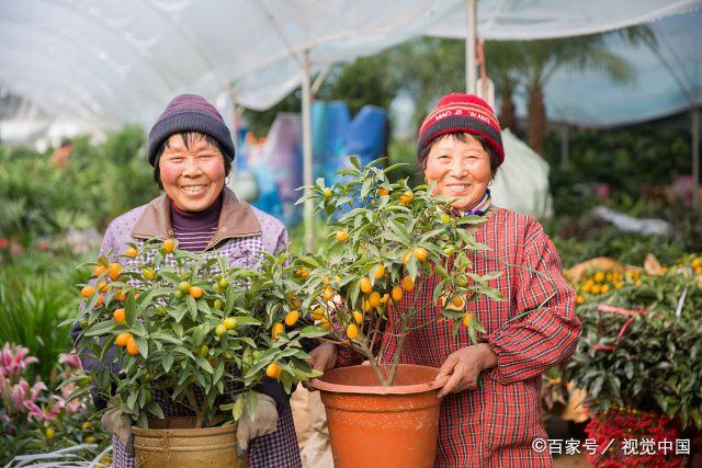 江蘇最大的花卉批發(fā)市場，豬年春節(jié)前夕備貨忙